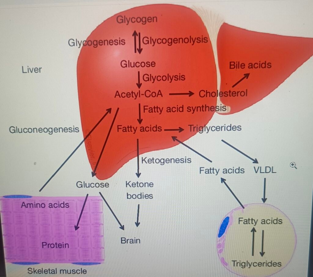 How does the liver perform while body is on ketogenic diet